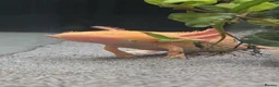 Axolotl reptiles for sale: Axolotl - Advert 5