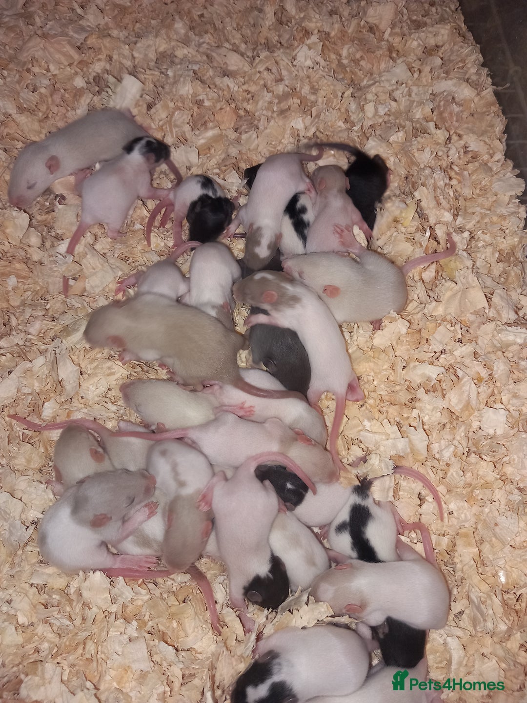 Rat rodents for sale: Beautiful baby rats  - Image 1