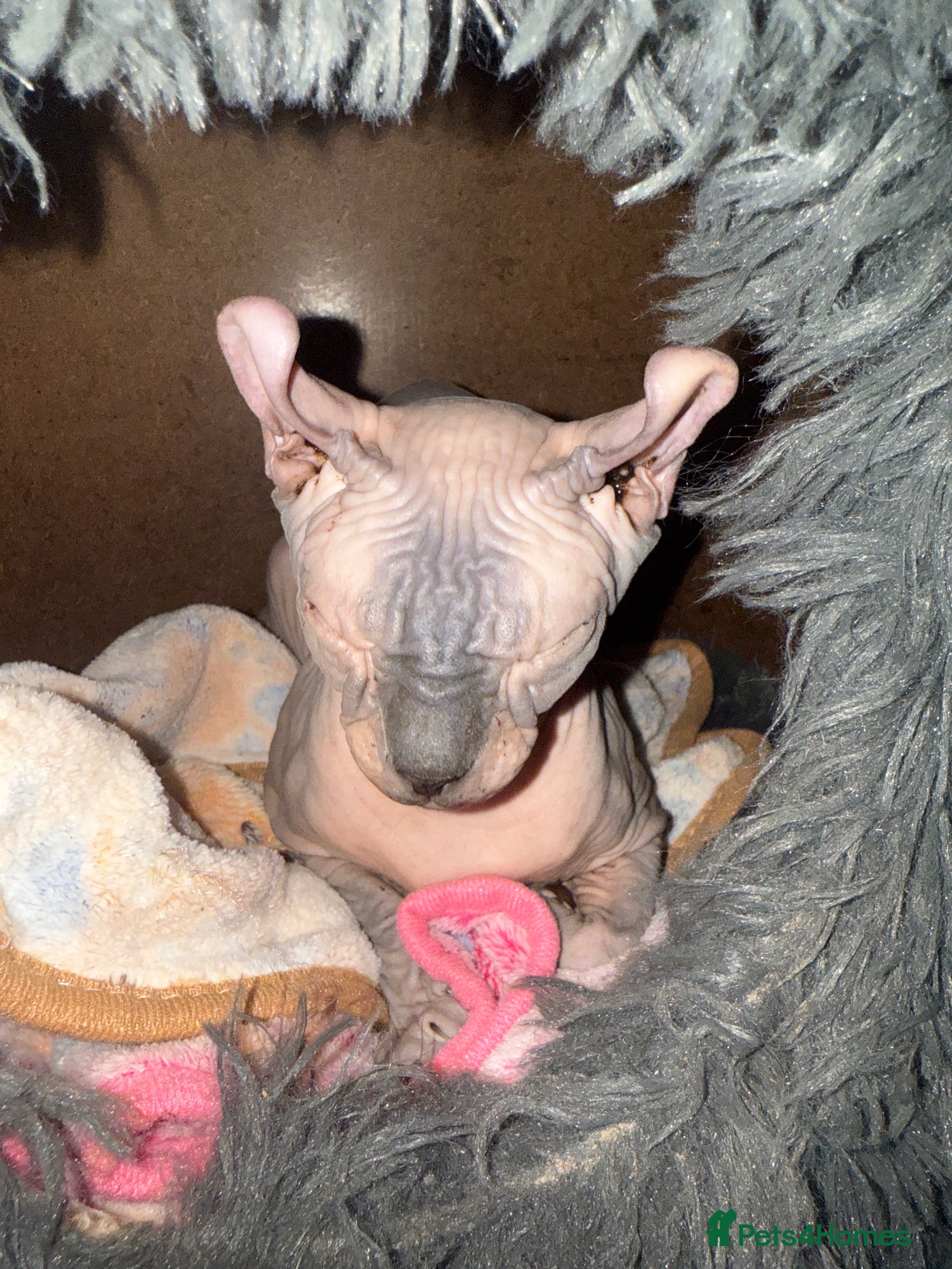 Sphynx cats Baby Cairo - Advert 2