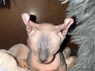 Sphynx cats Baby Cairo - Advert 8