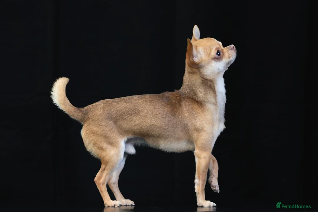 Chihuahua dogs for stud: Chico Chihuahua Russian Lines Champion Pedigree in Chester - Advert 4