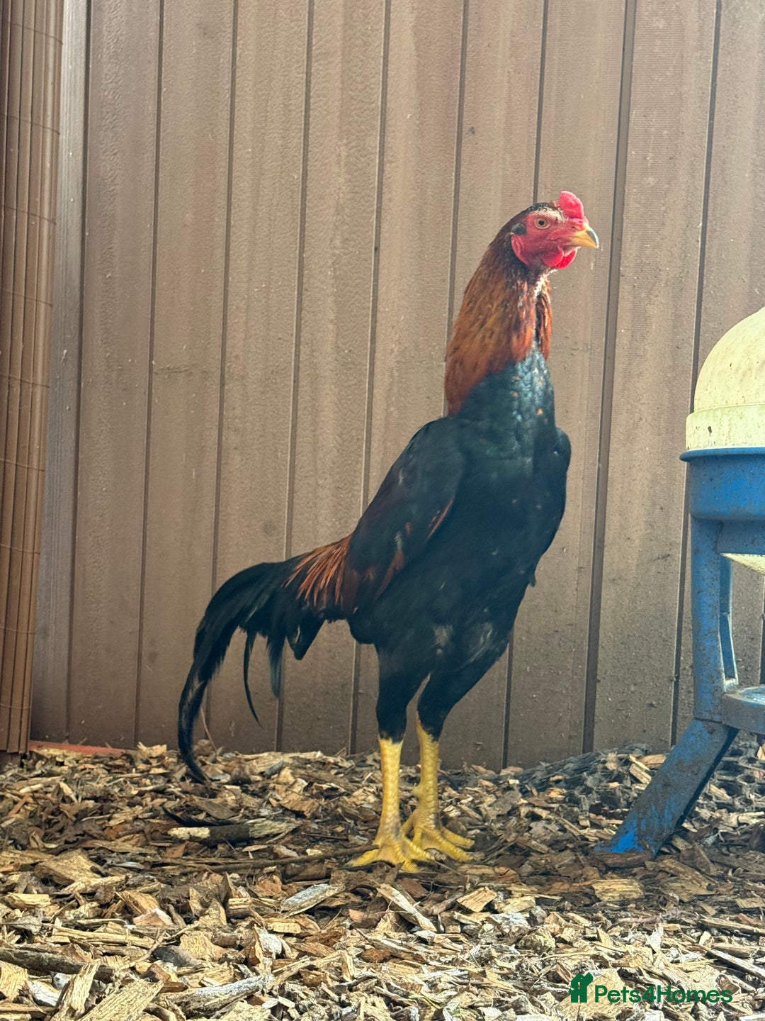 Chickens poultry for sale: Oshamo stag and 3 hens young POL - Advert 1