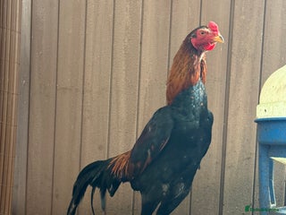 Chickens poultry Oshamo stag and 3 hens young POL - Advert 5