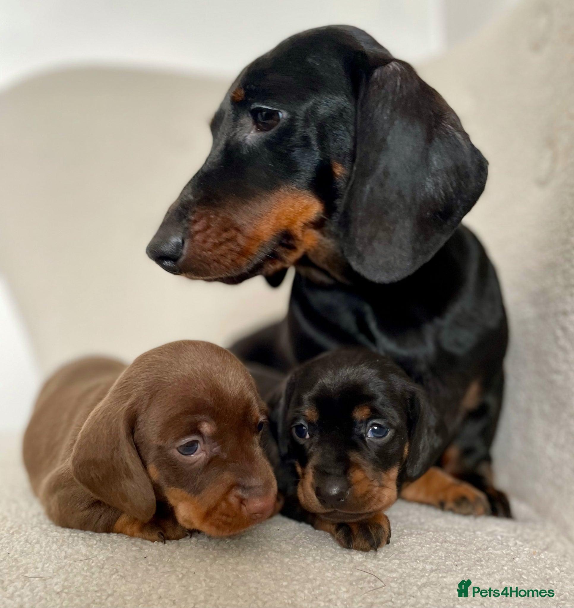 Miniature Dachshund dogs Stunning Pra Clear KC Mini Smooth Dachshunds  - Advert 1