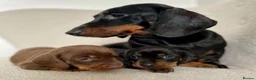 Miniature Dachshund dogs for sale: Stunning Pra Clear KC Mini Smooth Dachshunds  - Advert 1