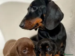 Miniature Dachshund dogs Stunning Pra Clear KC Mini Smooth Dachshunds - Advert 1