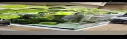 Bettas fish for sale: Full betta fish set up  - Advert 2
