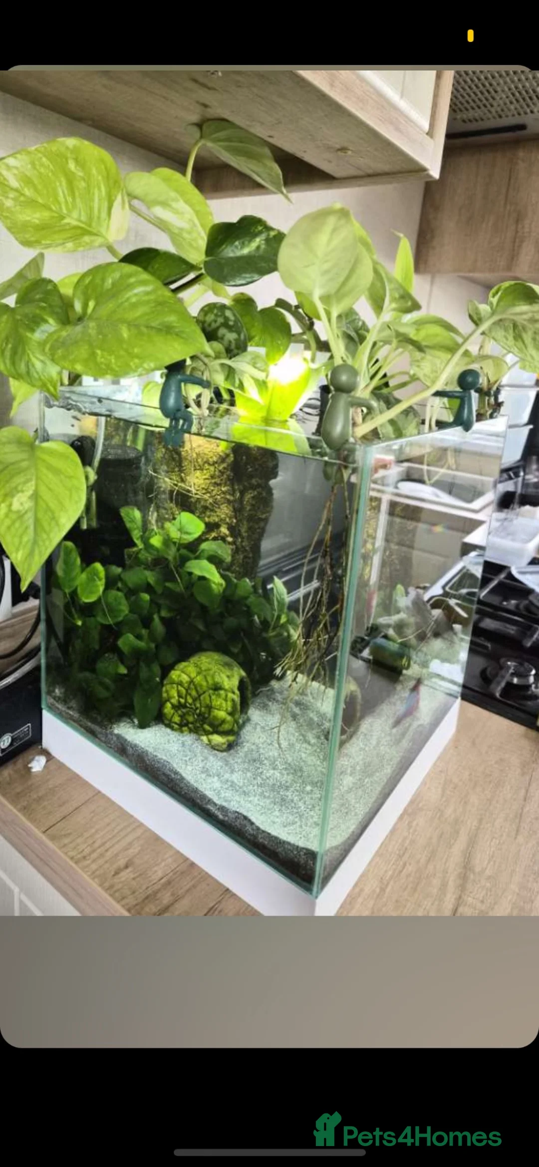 Bettas fish for sale: Full betta fish set up  - Advert 2