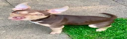 Mixed Breed dogs for sale: Rollo  - Advert 3