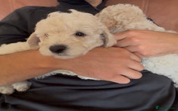 Poochon dogs for sale: Tiny farm bred teddy bear bundles of fun !  - Image 6