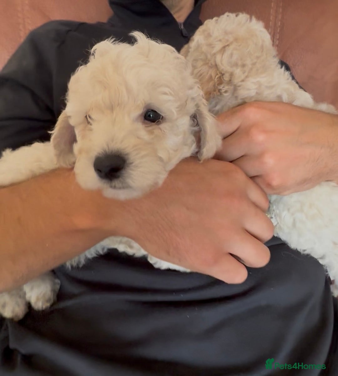Poochon dogs for sale: Tiny farm bred teddy bear bundles of fun !  - Image 6