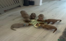 British Shorthair cats for sale: 🐾Beautiful Pedigree Kittens 🐾 READY NOW!!  in Cradley Heath - Image 15