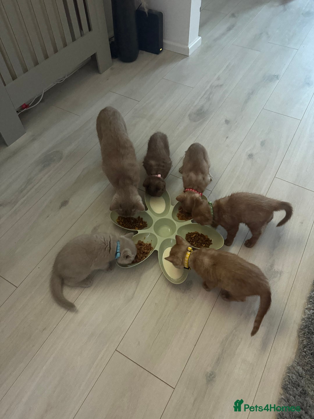 British Shorthair cats for sale: 🐾Beautiful Pedigree Kittens 🐾 READY NOW!!  in Cradley Heath - Image 15