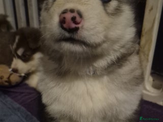 Alaskan Malamute dogs Beautiful husky malmute puppies - Advert 17