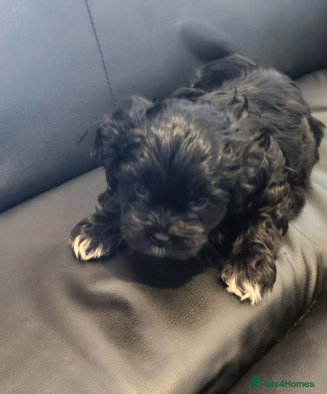 Shichon dogs for sale: Adorable shichon puppies - Advert 2