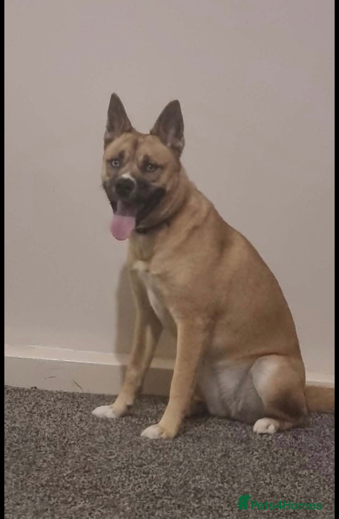 Mixed Breed dogs for sale: Husky cross frenchie  - Advert 4