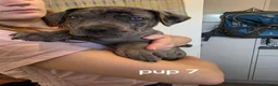 Cane Corso dogs for sale: 7 male cane corso puppies in Attleborough - Advert 8