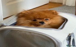 Pomeranian dogs for stud: Gorgeous Friendly Pomeranian for stud 🐶💖 - Image 1
