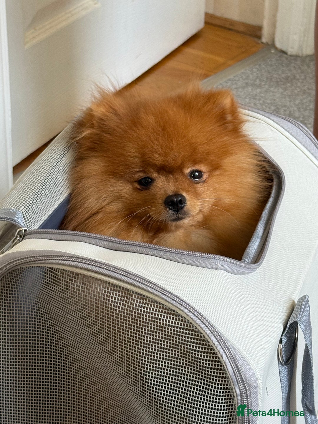 Pomeranian dogs for stud: Gorgeous Friendly Pomeranian for stud 🐶💖 - Image 1