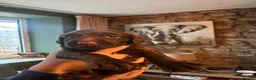 Sprocker dogs for sale: Sprocker pups for sale - Advert 7