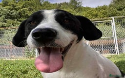 Mixed Breed dogs for adoption: LUCA – TWO YEARS WAITING FOR SOMEONE TO CARE 🐾 - Image 1