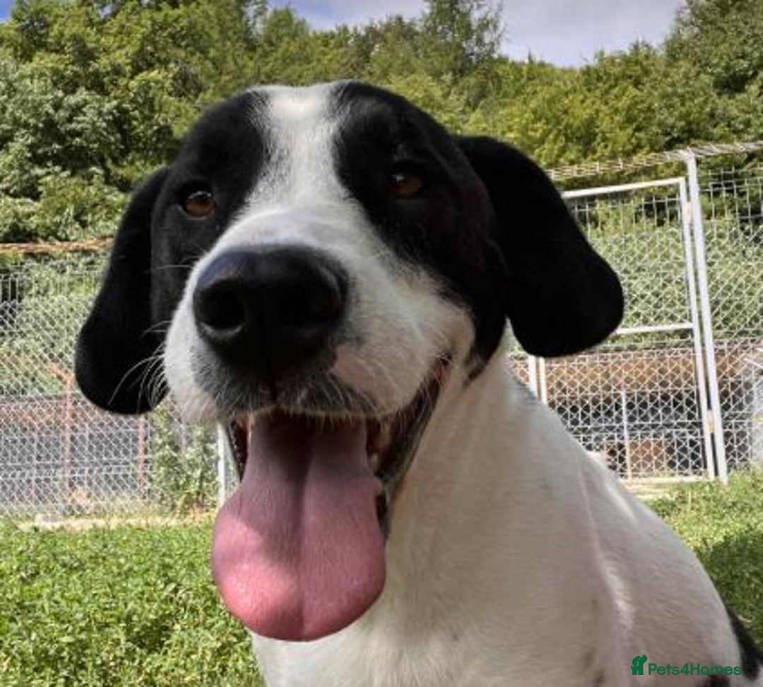 Mixed Breed dogs for adoption: LUCA – TWO YEARS WAITING FOR SOMEONE TO CARE 🐾 - Image 1