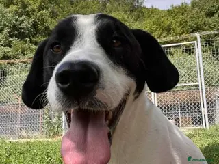 Mixed Breed dogs LUCA – TWO YEARS WAITING FOR SOMEONE TO CARE 🐾 - Advert 4