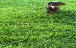 Mixed Breed dogs for sale: Dachshund cross Yorkshire terrier female  - Image 5