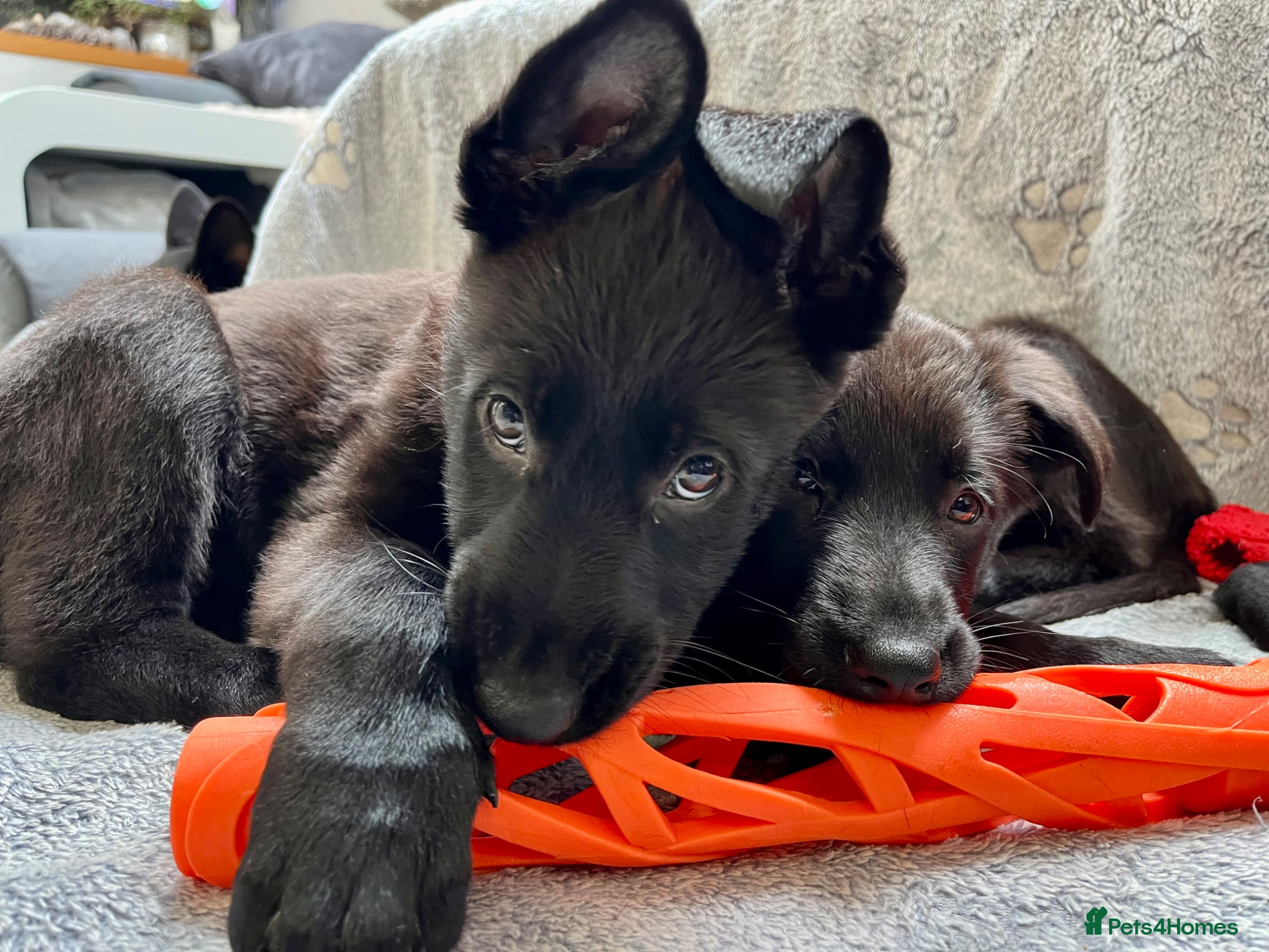 German Shepherd dogs German Shepard -pure black, working line - Advert 5