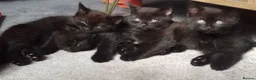 British Shorthair cats for sale: Beautiful Long-Haired British Shorthair Cross  - Advert 9