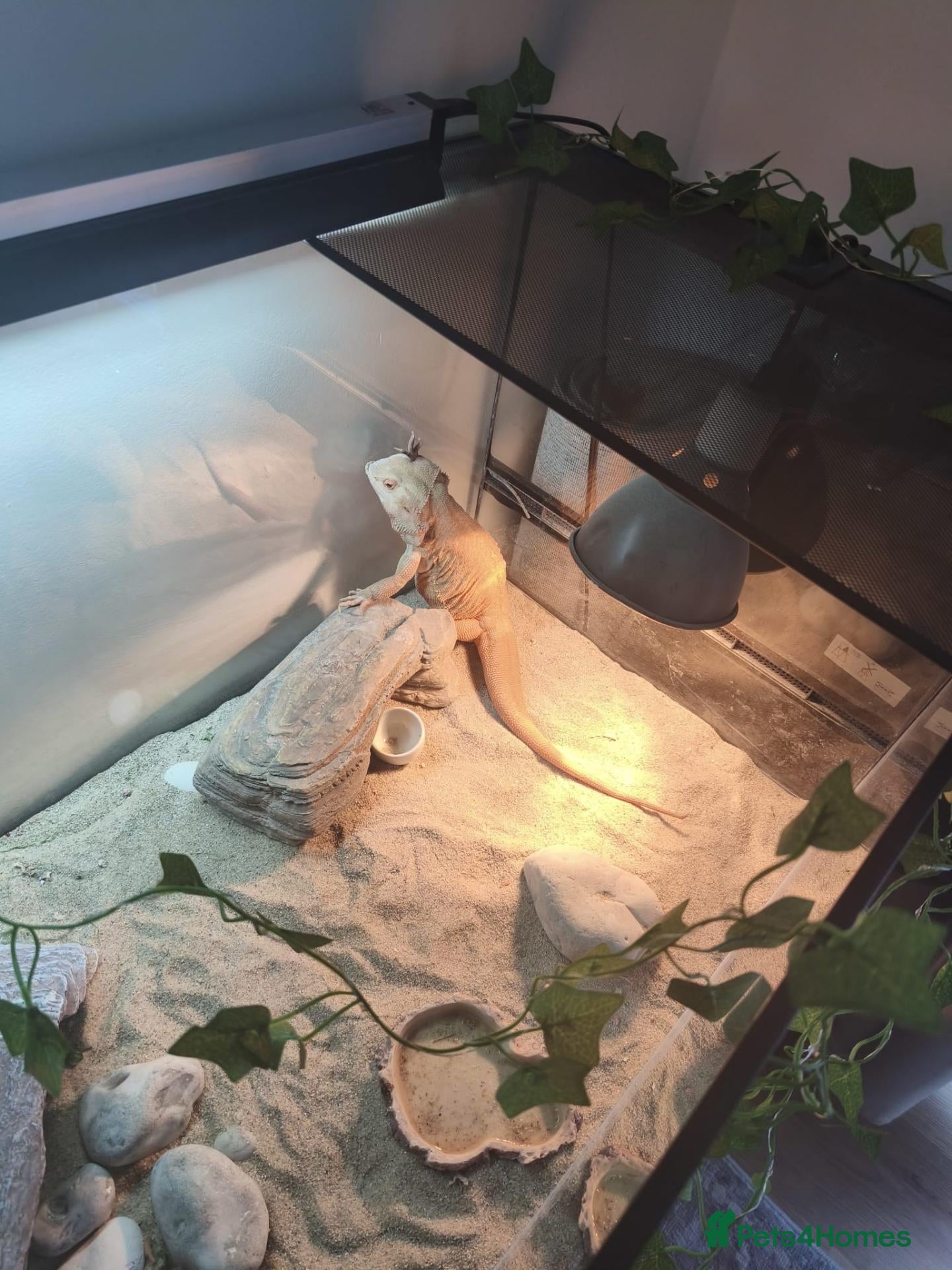 Dragon reptiles Bearded dragon - Advert 1