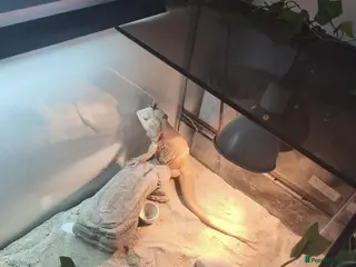 Dragon reptiles Bearded dragon - Advert 6