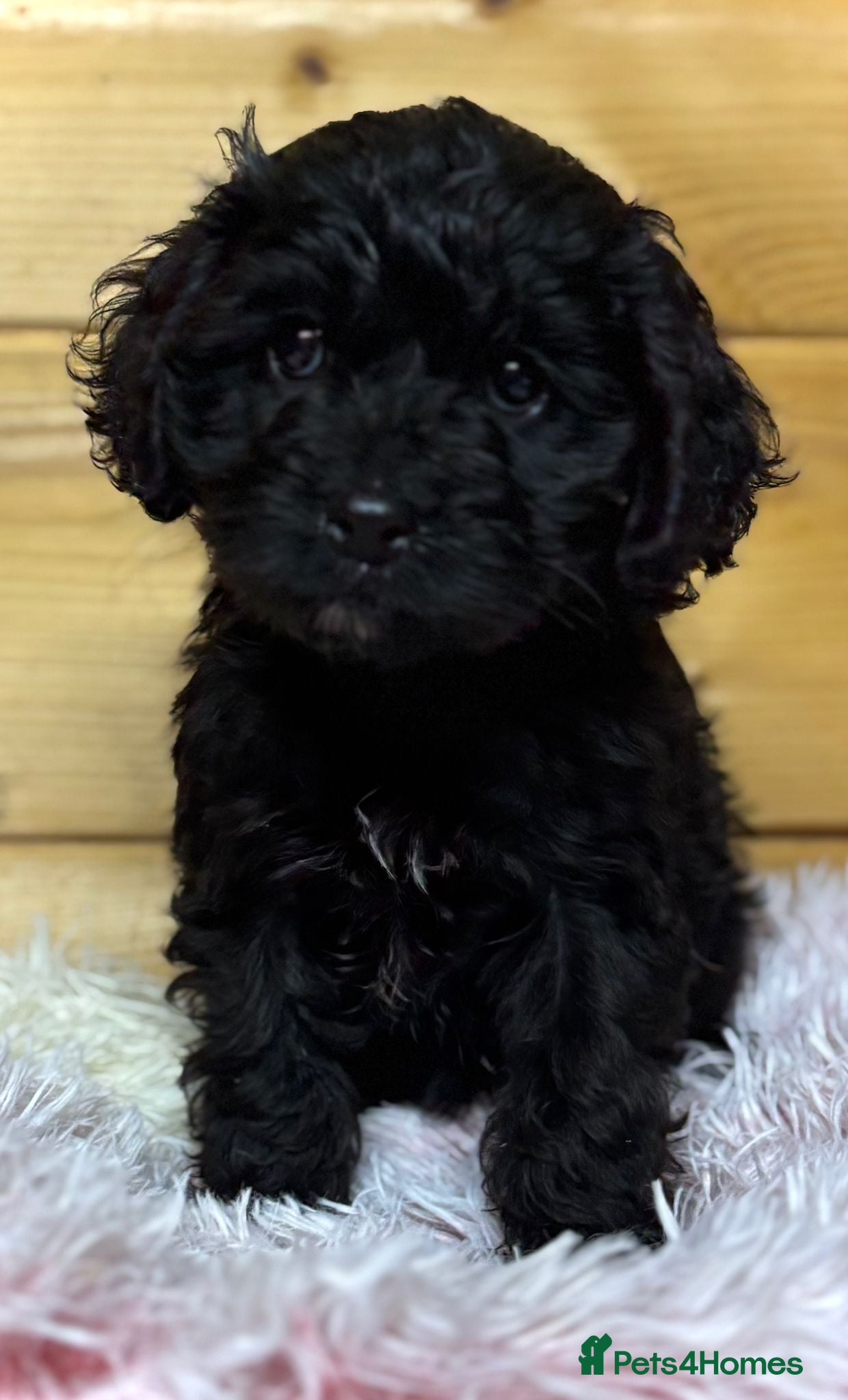Cavapoo dogs F1 cavapoo puppies available. - Advert 3