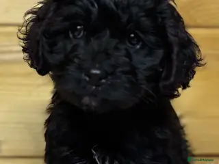 Cavapoo dogs F1 cavapoo puppies available. - Advert 6
