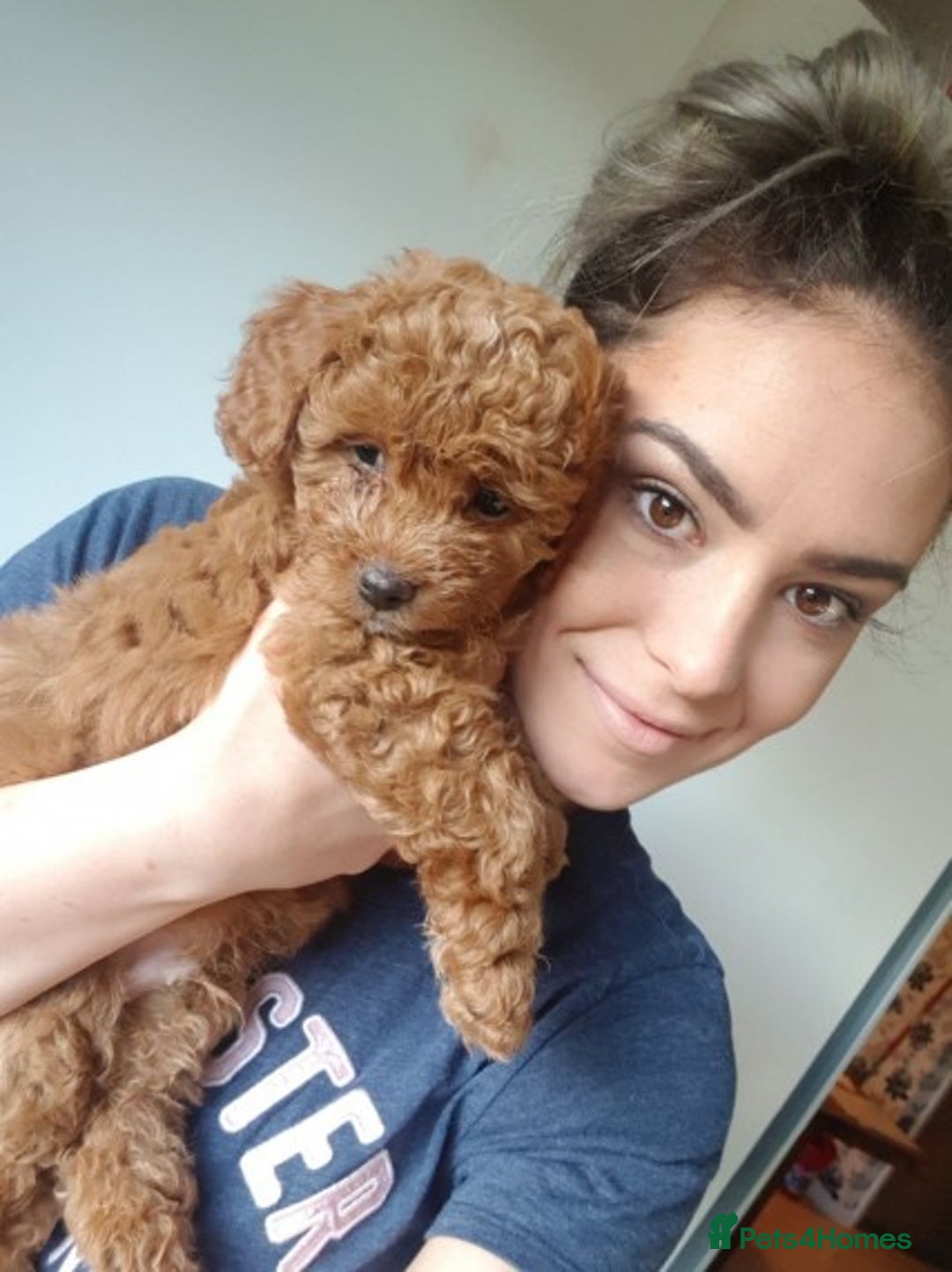 Miniature Poodle dogs for stud: Extensively Health Tested Deep Red Mini Poodle in Mansfield - Image 16