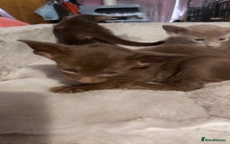 Oriental cats for sale: Full Pedigree Oriental 3 Kittens XL size ears GCCF - Image 22