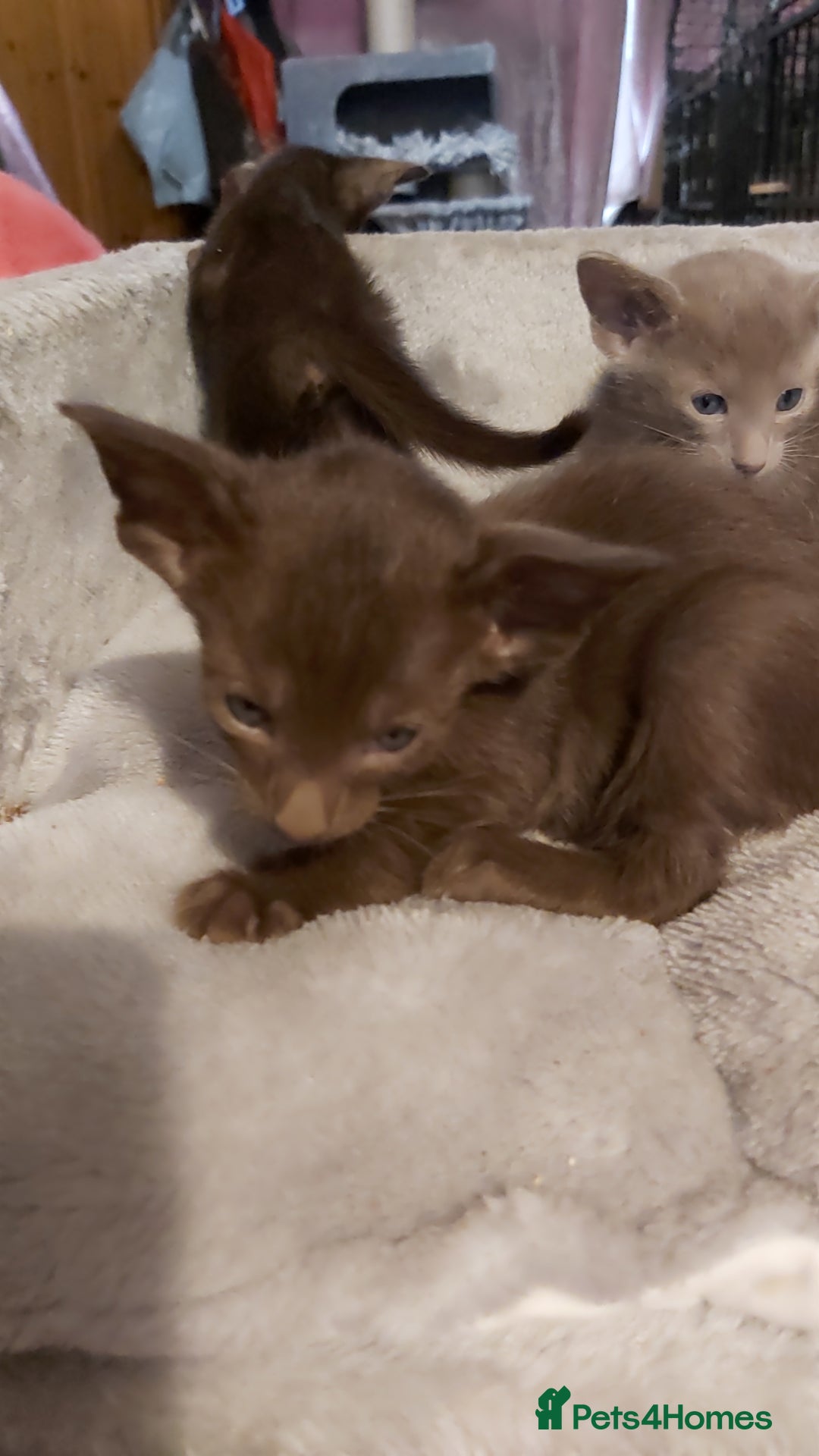 Oriental cats for sale: Full Pedigree Oriental 3 Kittens XL size ears GCCF - Image 22