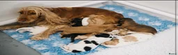 Cocker Spaniel dogs for sale: Last one remaining  - Advert 4