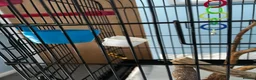 Parrots birds for sale: Parrot Named thor nice bird colour is blue green!! in Caerphilly - Advert 7