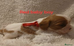 Cavalier King Charles Spaniel dogs for sale: Health tested Cavalier King Charles  - Image 2