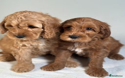 Australian Labradoodle dogs for sale: Australian Labradoodles RED&WHITE - Waiting list  - Image 10