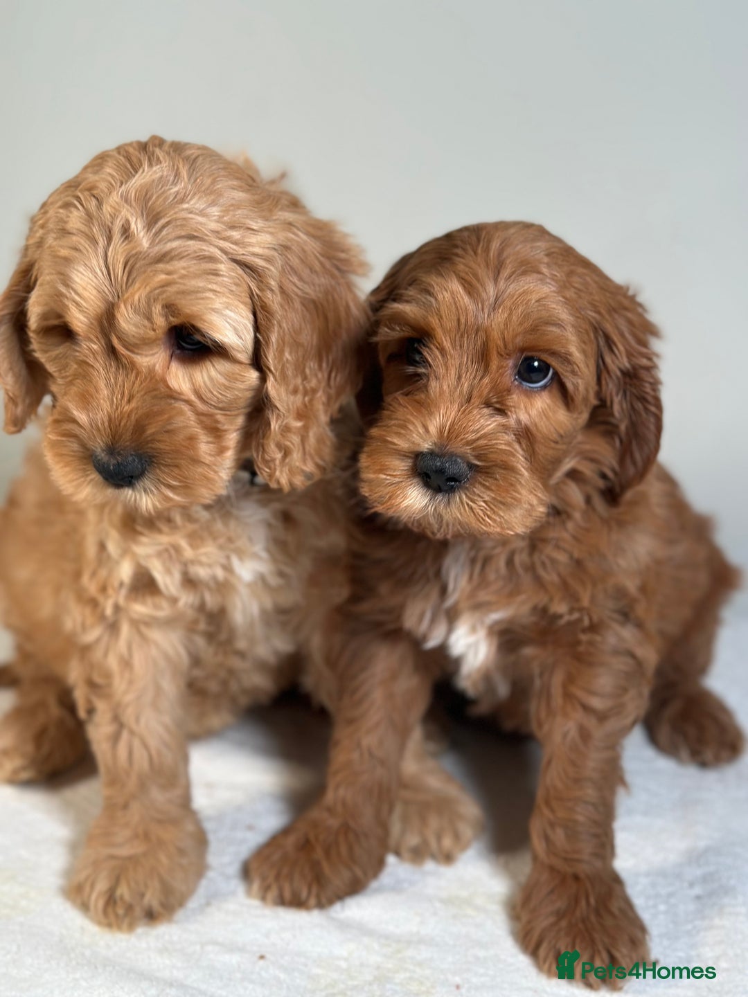 Australian Labradoodle dogs for sale: Australian Labradoodles RED&WHITE - Waiting list  - Image 10