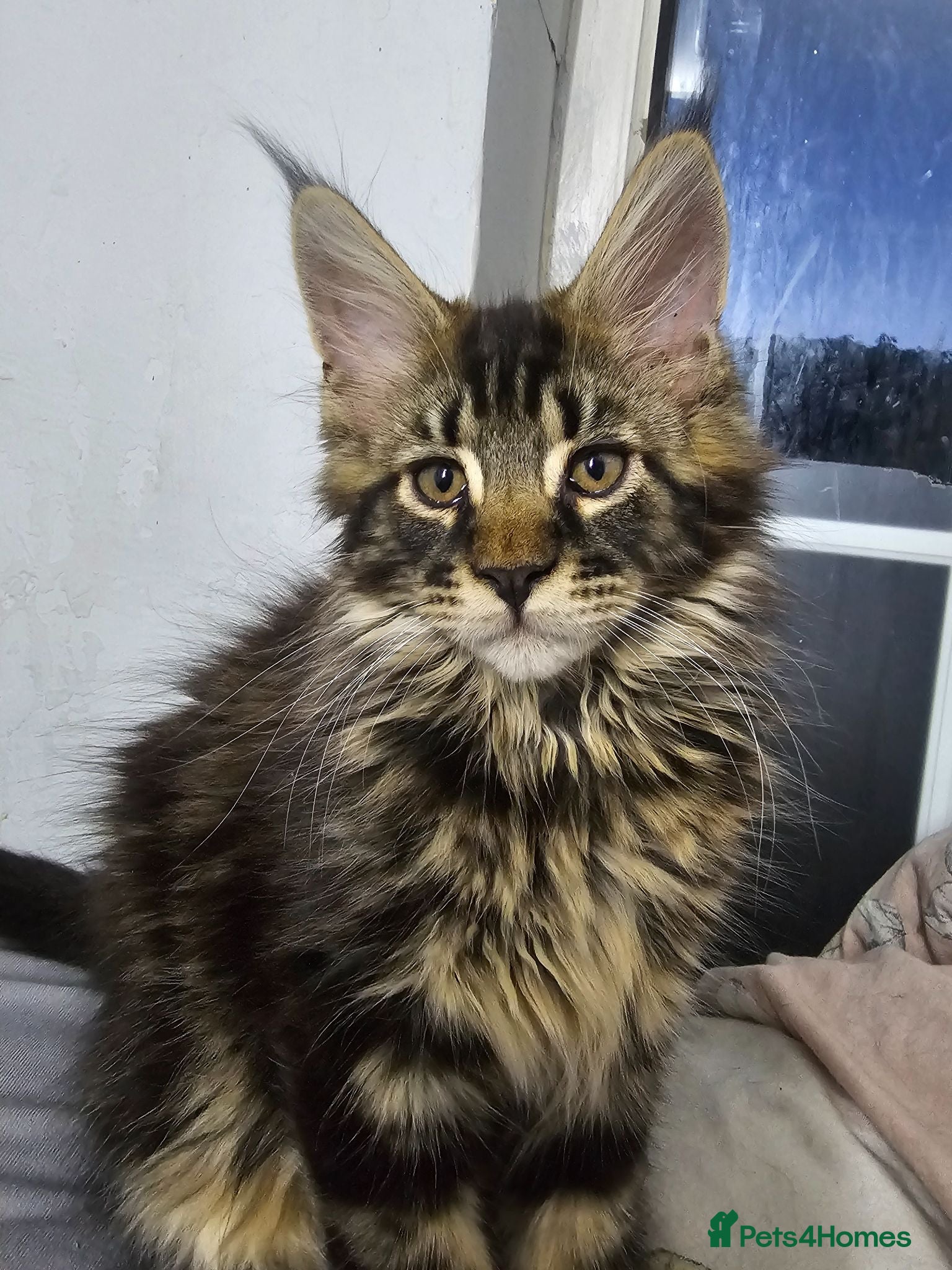 Maine Coon cats Pedigree Maine Coon boy - Advert 1