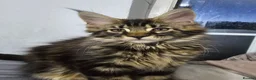 Maine Coon cats for sale: Pedigree Maine Coon boy - Advert 2