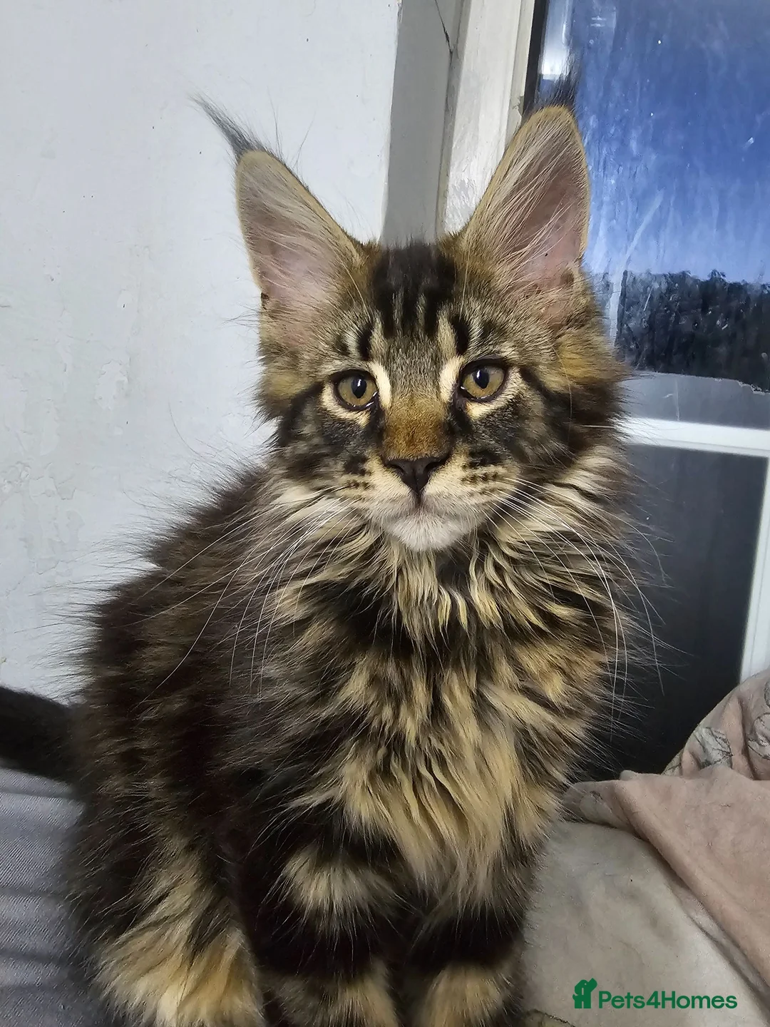 Maine Coon cats for sale: Pedigree Maine Coon boy - Advert 2