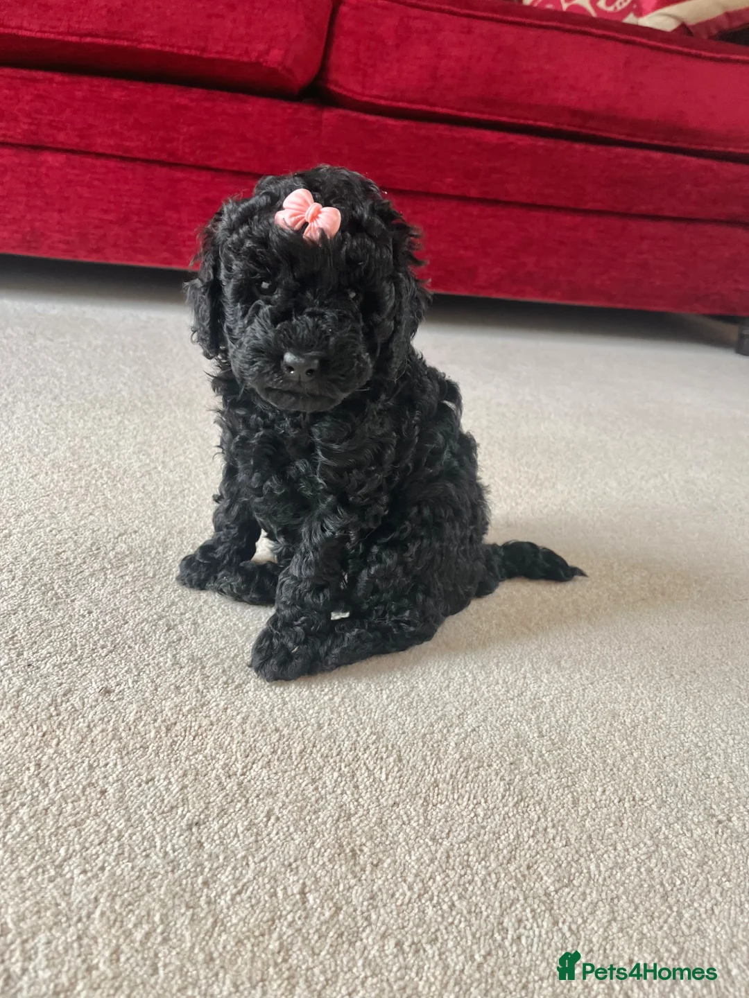 Cockapoo dogs for sale: F2 cockapoo puppies  in Houghton le Spring - Advert 2