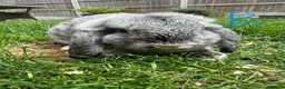 Mini Lop rabbits for sale: Mini Lop Rabbits For Sale  - Advert 30