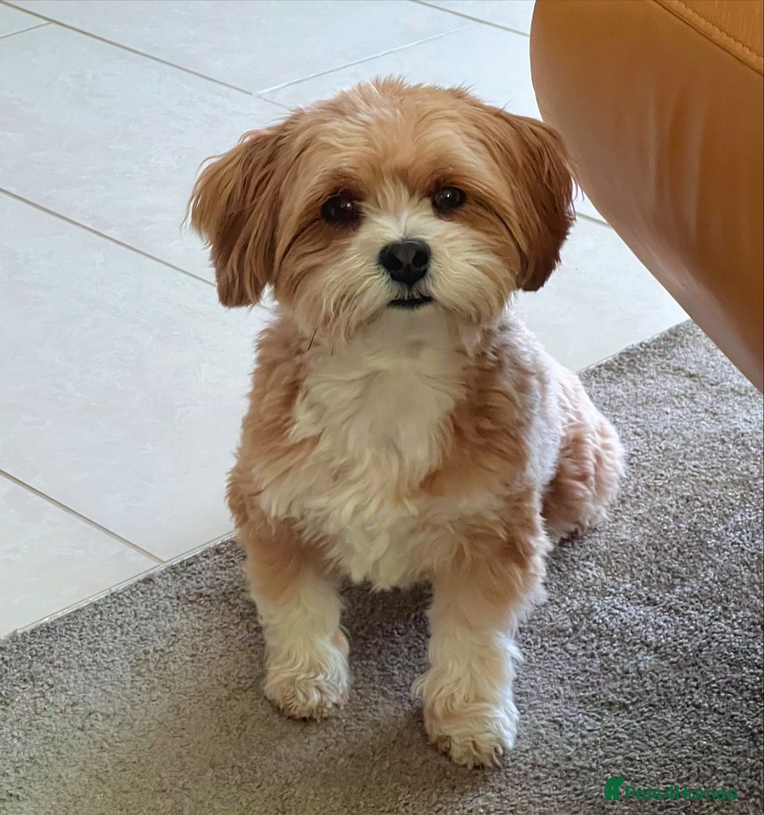 Havanese dogs for sale: Adorable Havanese Puppy - Image 2
