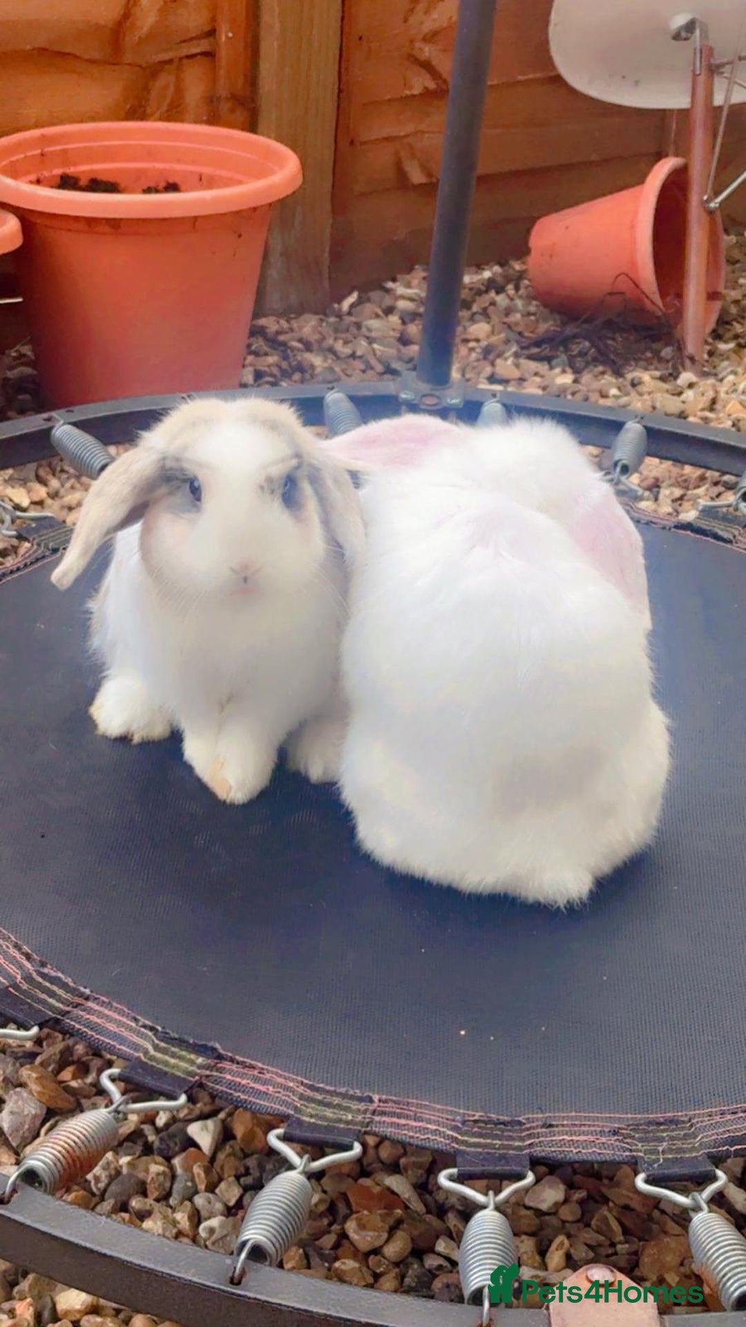 Mini Lop rabbits for sale: Coco male rabbit - Image 3