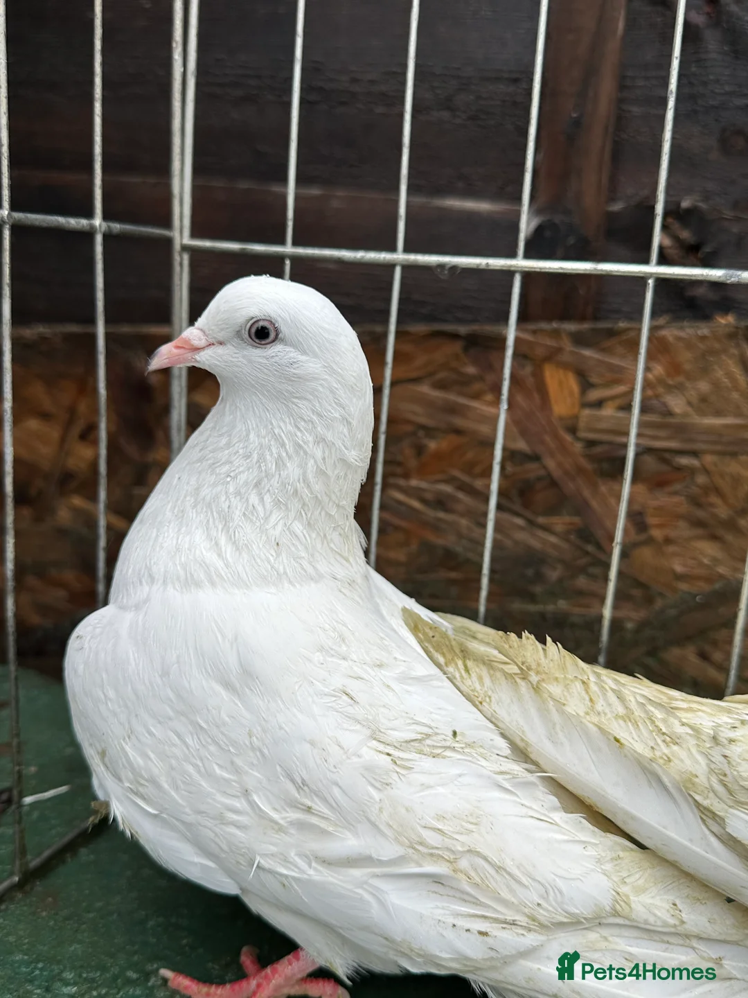 Pigeons birds for sale: Pigeons - Advert 6